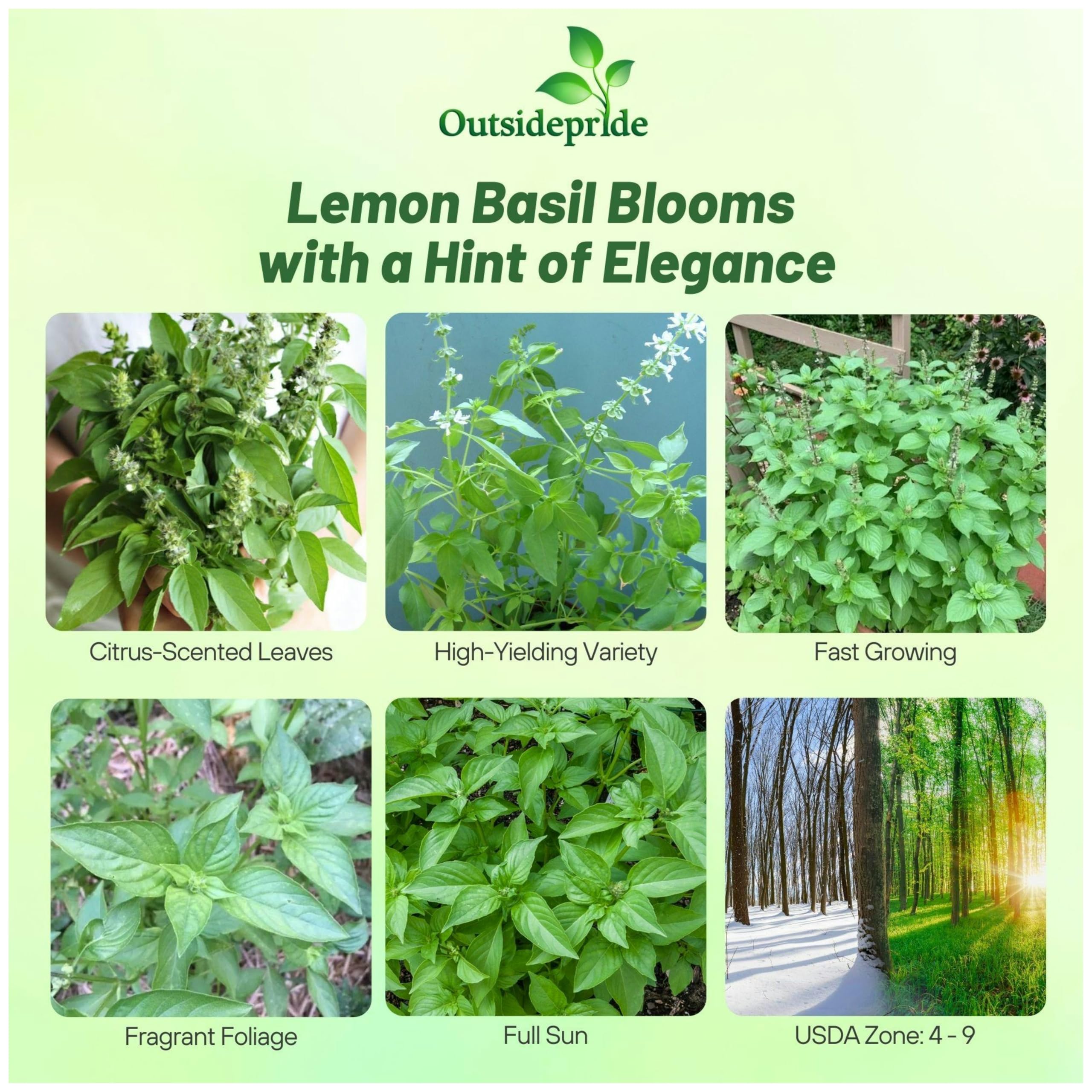 Amazon.com : Outsidepride Lemon Basil Seeds for Planting - 1 lb